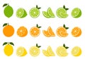 Big vector set of citrus fruits.Orange,lemon and lime icons on white background Royalty Free Stock Photo