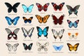 Big vector set of high detailed butterlies