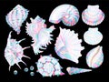 Big set of high detailed sea shells Royalty Free Stock Photo