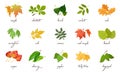 Big vector set with yellow, red, green leaves of different kinds of trees and shrubs. Royalty Free Stock Photo