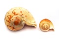Big versus Small Whelk Spiral Shell Royalty Free Stock Photo