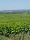 Big vineyards with rows of wine grapes plants in great wine region of South Italy Apulia Royalty Free Stock Photo