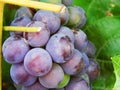 The big violet bunches of grapes Royalty Free Stock Photo