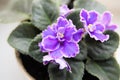 Big violet flower close-up on a blurred background. Royalty Free Stock Photo