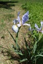 Big violet flower of Iris spuria