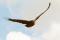 Big vulture in flight Royalty Free Stock Photo