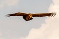 Big vulture in flight Royalty Free Stock Photo