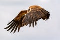 Big vulture in flight Royalty Free Stock Photo