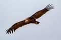 Big vulture in flight Royalty Free Stock Photo