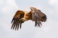 Big vulture in flight Royalty Free Stock Photo