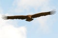 Big vulture in flight Royalty Free Stock Photo