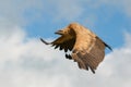 Big vulture in flight Royalty Free Stock Photo