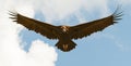 Big vulture in flight Royalty Free Stock Photo