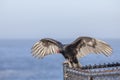 Big vulture sits on a fence