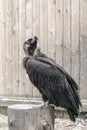 Big vulture sits on stump in nursery