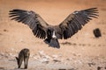 A big vulture landing in the dry sand of the Etosha National Park