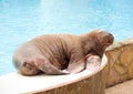 Big Walrus Royalty Free Stock Photo