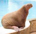 Big Walrus Royalty Free Stock Photo