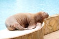 Big Walrus Royalty Free Stock Photo