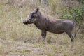 A big warthog with large tusks