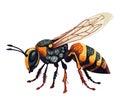 Big wasp design Royalty Free Stock Photo