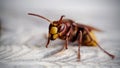 Big wasp - a hornet Royalty Free Stock Photo