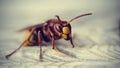 Big wasp - the hornet Royalty Free Stock Photo