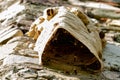 Big wasp nest on old wall Royalty Free Stock Photo