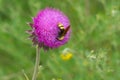 Big wasp sucking nectar on a thistle flower Royalty Free Stock Photo