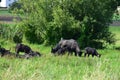 big water buffalo herd with calves Royalty Free Stock Photo