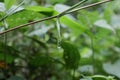 A big water drop is ready to drop from an aerial root of a grass plant Royalty Free Stock Photo