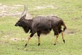 A big waterbuck bull Royalty Free Stock Photo