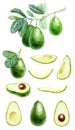 Big watercolor set of avocados. Image with cut fruits, a branch of avocado with leaves. Hand-drawn illustration Royalty Free Stock Photo