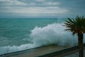 Big wave on the sea. Cloudy gray sky. Palm tree leaves. Wind blowing on the shore. Embankment horizontal photo Royalty Free Stock Photo