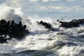 Big waves created during stormy weather crash against the breakwater concrete tetrapods with high splashes Royalty Free Stock Photo