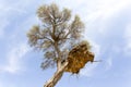 Big Weavers nest on a tree Royalty Free Stock Photo