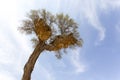 Big Weavers nest on a tree Royalty Free Stock Photo