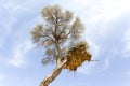 Big Weavers nest on a tree Royalty Free Stock Photo