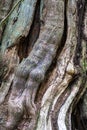 Cedar Tree Trunk Royalty Free Stock Photo