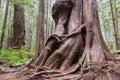 Big Western Red Cedar Tree Trunk Avatar Groove Forest Port Renfrew Vancouver Island BC Canada Royalty Free Stock Photo