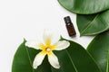 Big wet ficus leaves tropical flower essential oil bottle candle on white background. Organic cosmetics wellness spa body care Royalty Free Stock Photo