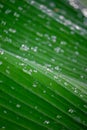 Big Green Wet Leafs Closeup Royalty Free Stock Photo