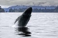 Big whale breaching in the Alaskan ocean Royalty Free Stock Photo