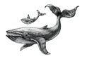 Big whale and little whale hand drawing vintage engraving illustration Royalty Free Stock Photo