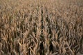 Big wheat field. Wheat seed corns at the field