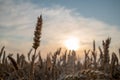 Wheat field at summer with sunset clouds and sun Royalty Free Stock Photo