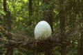 Abstract Wildlife Background. Egg Of Dinosaur.