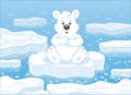 Polar bear on an ice floe Royalty Free Stock Photo