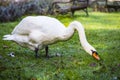 Big white beautiful swan Mute swan Cygnus olor with bird ring or bird band eating the green grass in the city park Royalty Free Stock Photo