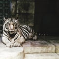 Big and White bengal tiger